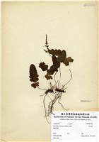 藏品(地耳蕨)的圖片